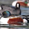Northern Shoveler
